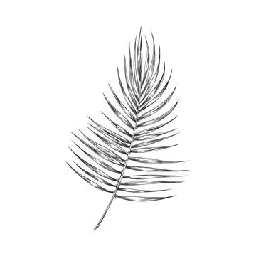 Vector hand drawn illustration of palm tree and tropical leaf, exotic floral イラスト素材