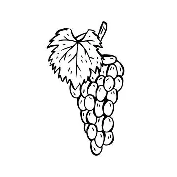 Vector hand-drawn illustration of a product for Italian cuisine. Grapes Stock Illustration