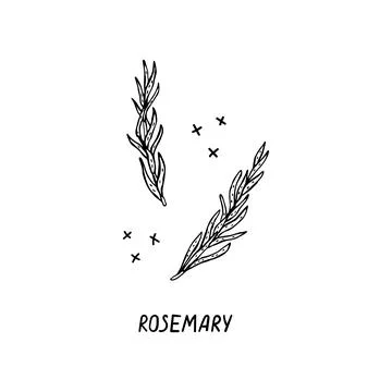 Vector hand-drawn illustration of a product for Italian cuisine. Rosemary Stock Illustration