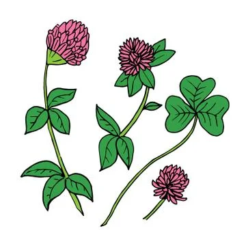 Vector hand drawn ink clover pink flowers and green leaves illustration isolated Stock Illustration