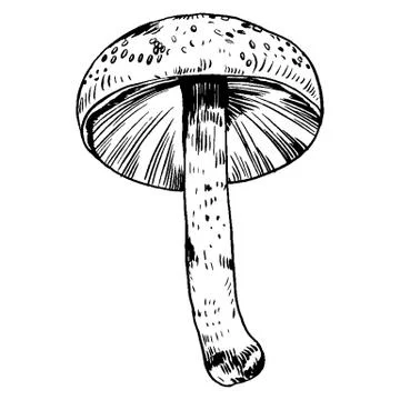 Vector hand drawn ink illustration of mushroom from the forest Stock Illustration