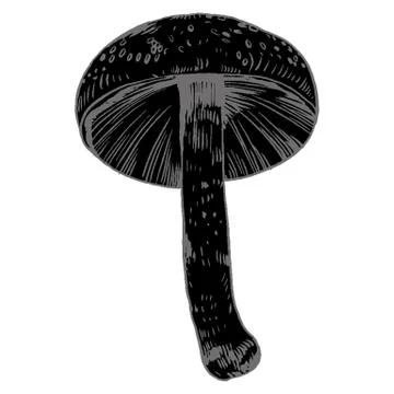 Vector hand drawn ink illustration of mushroom from the forest Stock Illustration