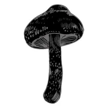 Vector hand drawn ink illustration of mushroom from the forest Stock Illustration