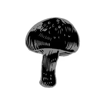 Vector hand drawn ink illustration of mushroom from the forest Stock Illustration