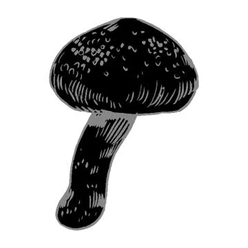 Vector hand drawn ink illustration of mushroom from the forest Stock Illustration