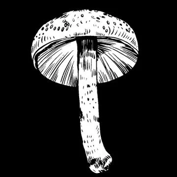 Vector hand drawn ink illustration of mushroom from the forest Stock Illustration