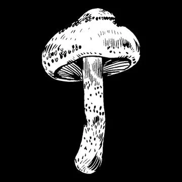 Vector hand drawn ink illustration of mushroom from the forest Stock Illustration