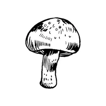 Vector hand drawn ink illustration of mushroom from the forest Stock Illustration