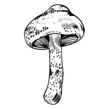 Vector hand drawn ink illustration of mushroom from the forest Stock Illustration