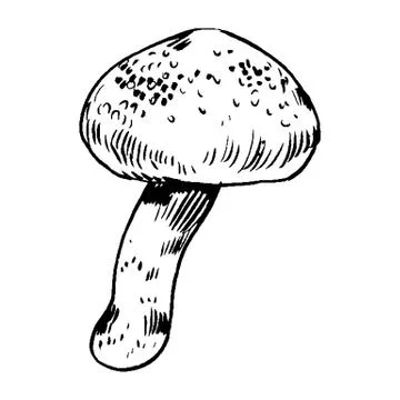 Vector hand drawn ink illustration of mushroom from the forest Stock Illustration