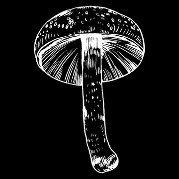 Vector hand drawn ink illustration of mushroom from the forest Stock Illustration