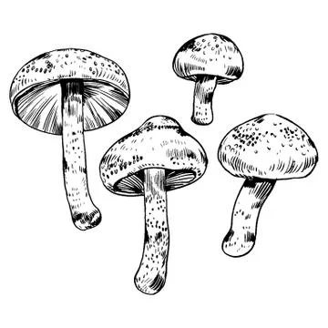 Vector hand drawn ink illustration of mushroom from the forest Stock Illustration