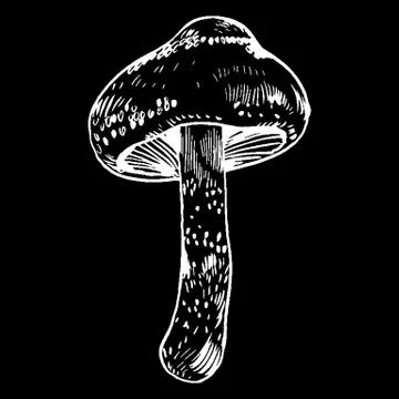 Vector hand drawn ink illustration of mushroom from the forest Stock Illustration