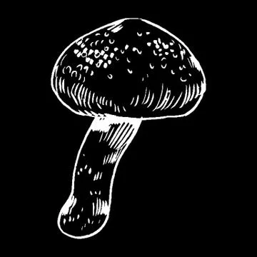 Vector hand drawn ink illustration of mushroom from the forest Stock Illustration