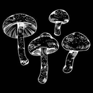 Vector hand drawn ink illustration of mushroom from the forest Illustrazione stock