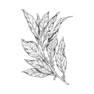 Vector hand drawn isolated illustration of bay leaf branch with corns, pepper Stock Illustration