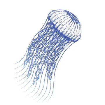 Vector hand drawn jellyfish illustration. Stock Illustration