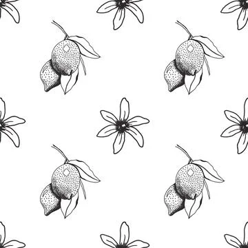 Vector hand drawn  lemon seamless pattern. Citrus fruit branch Illustrazione stock