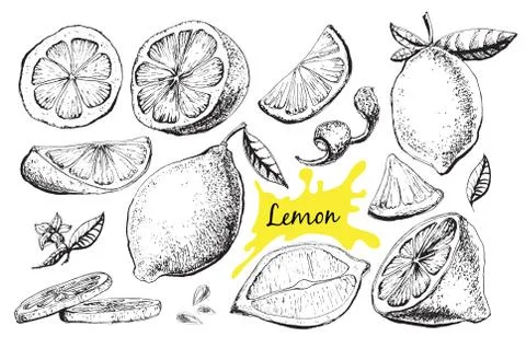 Vector hand drawn lime or lemon set. Stock Illustration