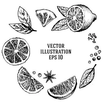 Vector hand drawn lime set Stock Illustration