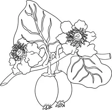 Vector hand drawn line Kiwifruit or Chinese gooseberry, or yangtaosign. Stock Illustration