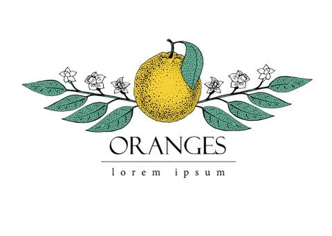 Vector hand drawn logo template with leaves and orange fruit. Vintage illus.. Stock Illustration