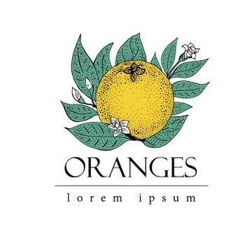 Vector hand drawn logo template with leaves and orange fruit. Vintage illus.. Stock Illustration