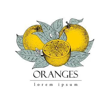 Vector hand drawn logo template with leaves and orange fruits. Vintage illu.. Stock Illustration