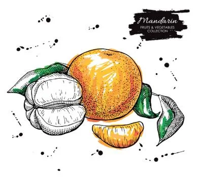 Vector hand drawn mandarin illustration. Artistic collection Illustrazione stock