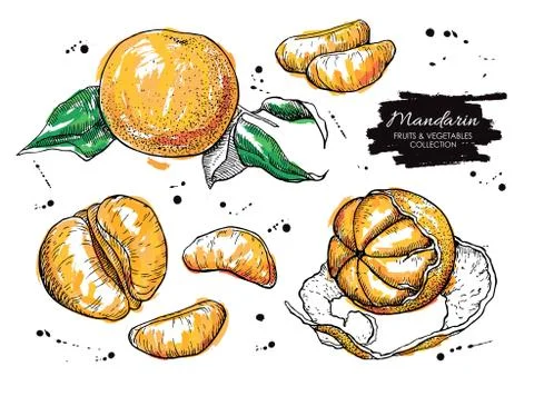 Vector hand drawn mandarin set. Artistic collection Illustrazione stock