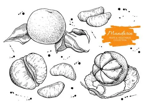 Vector hand drawn mandarin set. Engraved collection Stock Illustration