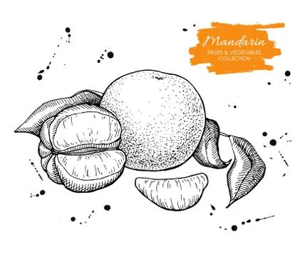 Vector hand drawn mandarin set. Engraved collection Stock Illustration