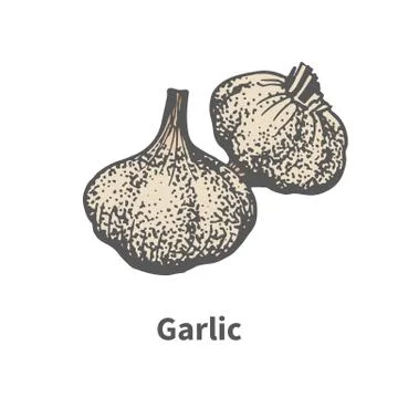Vector hand-drawn matured head of garlic Stock Illustration