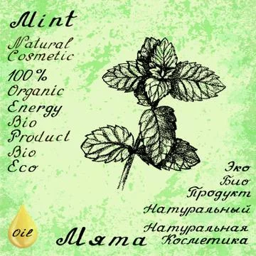 Vector hand drawn mint illustration. Botanical drawing. Pencil drawing. Stock Illustration