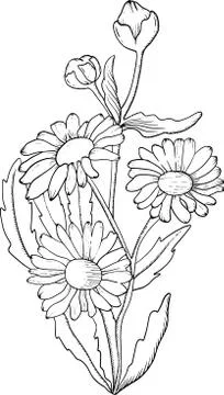 Vector hand-drawn moon daisy flower line-art illustration Stock Illustration