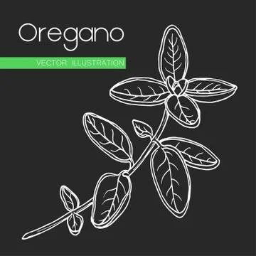 Vector hand drawn oregano Stock Illustration