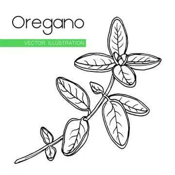 Vector hand drawn oregano Stock Illustration