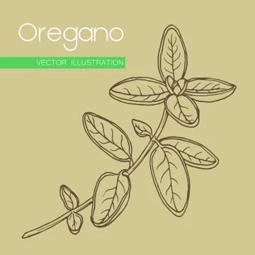 Vector hand drawn oregano Stock Illustration