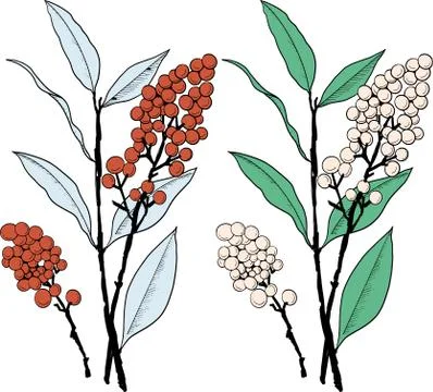 Vector hand-drawn outline berry illustration. line-art graphic resource Stock Illustration