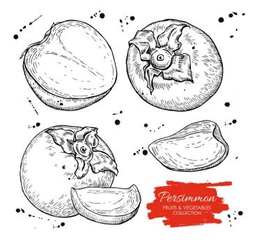 Vector hand drawn persimmon set. Engraved collection Stock Illustration