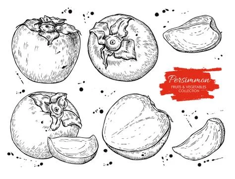 Vector hand drawn persimmon set. Stock Illustration