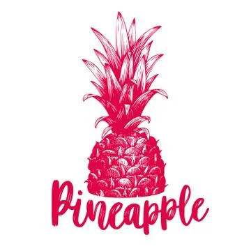 Vector hand drawn pineapple. Tropical summer fruit engraved style illustration Illustrazione stock