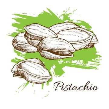 Vector hand drawn Pistachios illustration. Engraved collection Stock Illustration