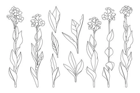 Vector hand drawn plant clipart Stock Illustration