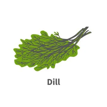 Vector hand-drawn plant tip of ripe green dill Stock Illustration