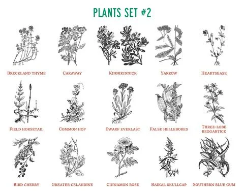 Vector hand drawn plants set Stock Illustration