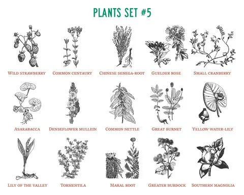 Vector hand drawn plants set Stock Illustration