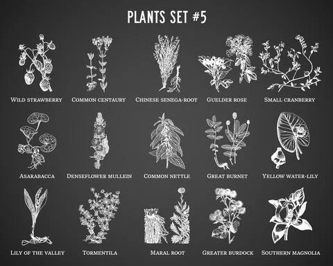 Vector hand drawn plants set on black background Stock Illustration