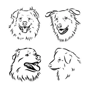 Vector hand-drawn portrait of Australian Shepherd in engraving style. Sketch  Stock Illustration
