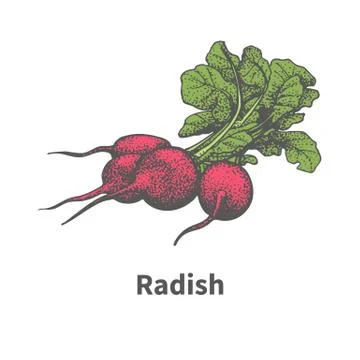 Vector hand-drawn ripe red radish with green tops Stock Illustration